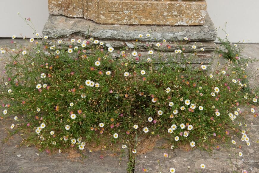 庭先に広がる白とピンクのエリゲロン