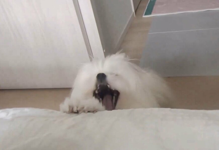 業務連絡をするワンちゃん