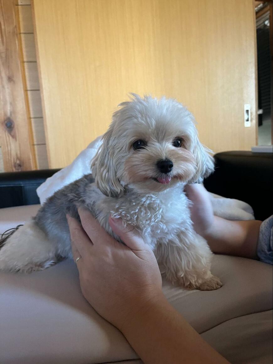 抱っこされている犬