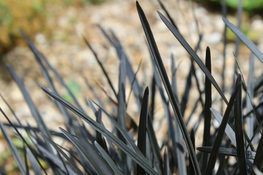 コクリュウ（黒竜）