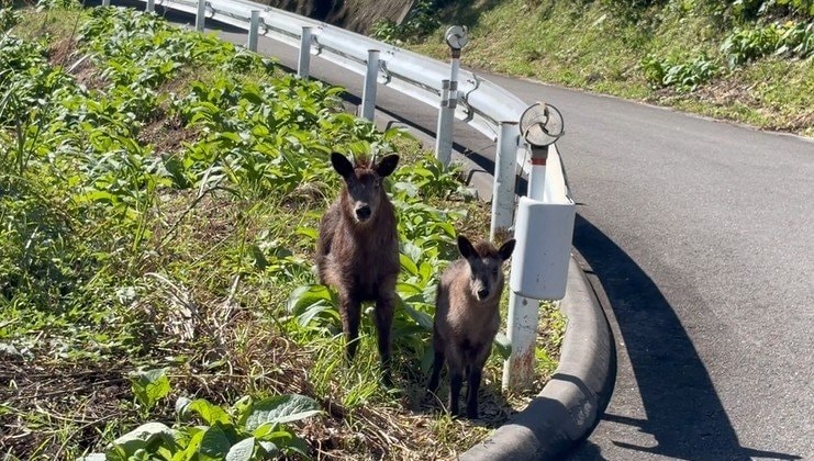 カモシカの親子がこちらを見ています