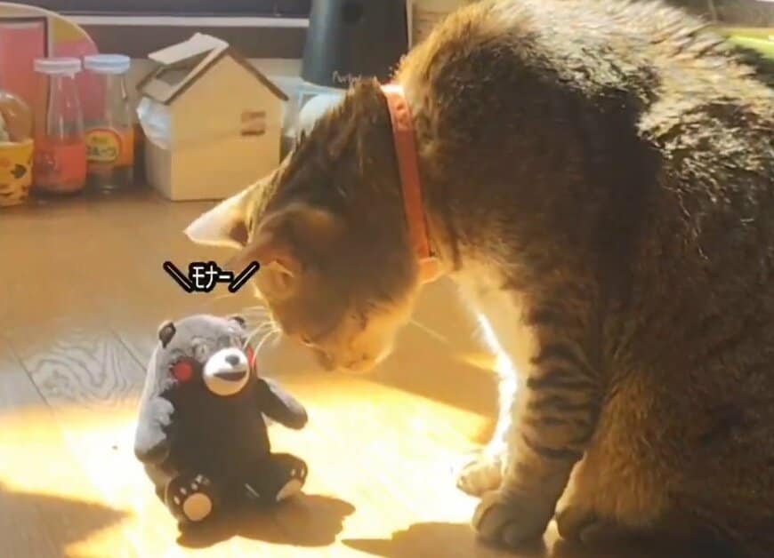 ぬいぐるみのにおいをかぐかのように顔を近づけてみる