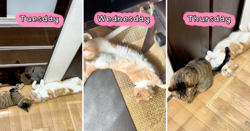 のんびりするそらくん