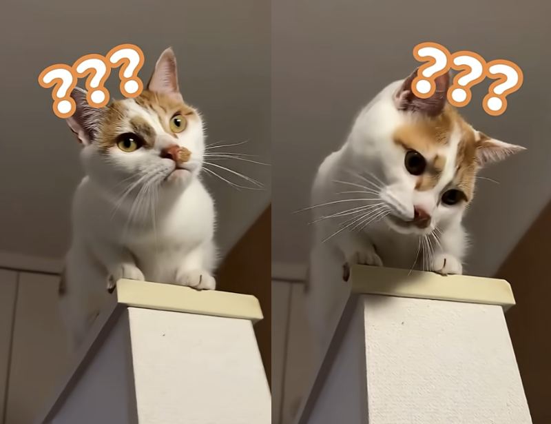 投稿動画のワンシーン