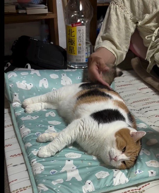 ポンポンされる猫