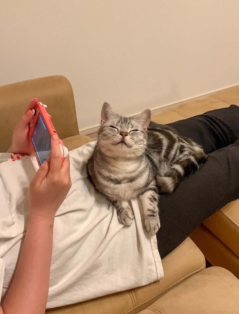 にっこり顔がかわいい猫