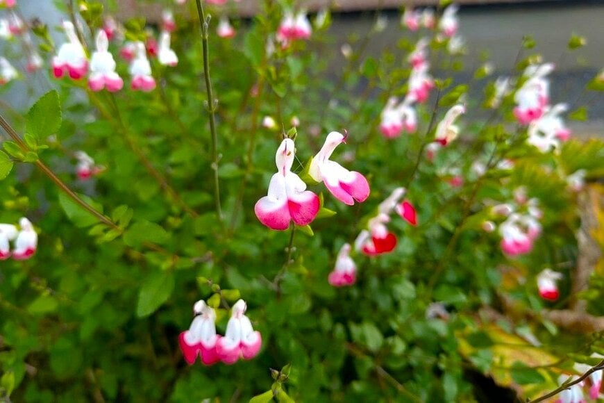 ピンクと白の複色花を咲かせている、チェリーセージ