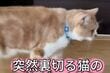 「さびしそうな顔してる」相方に裏切られた猫があまりにも切なすぎる　哀愁漂う姿に思わず同情