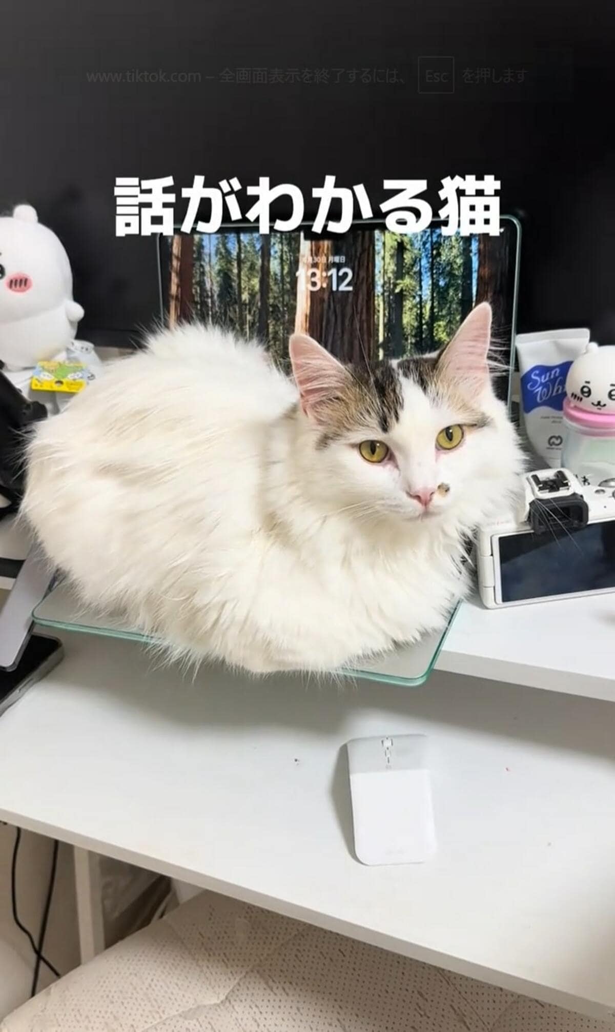 ちゃんと「お願い」を聞いてくれる？！賢くてかわいい猫さんに