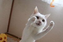 打つべし打つべし！　戦闘態勢の猫さんの意外な獲物に和む