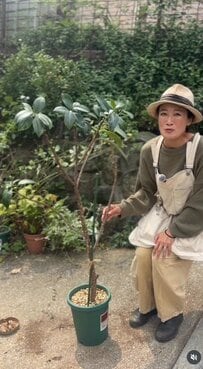 【観葉植物のお手入れ】グリーンアドバイザーがフィカスのハダニ対策を解説。イキイキ育てるコツとは