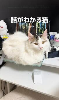 ちゃんと「お願い」を聞いてくれる？！賢くてかわいい猫さんに癒される