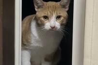 家の猫に毎日会いにくる野良猫を保護　表情の変化に驚きの声「嗚呼イエネコって素敵…」