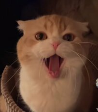 「おかえりニャ～！」飼い主さんのお出迎え中に『大あくび』が出てしまった猫　ダイナミックな表情に13万いいね