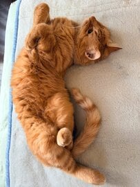 「吸い込まれそう…」寝転がる猫ちゃんの写真を拡大してみると…「ワシャワシャしたい」と悶絶する人が続出