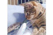 【猫に恋する亀】振り向いてくれなくても…！健気に首を伸ばしてチューをせがむ亀さんに1万いいね「愛がすごい」「好き好き攻撃」