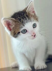 『パヤパヤ』ぱっつん前髪の子猫　5歳になると…驚きの成長姿に祝福の声が続出！