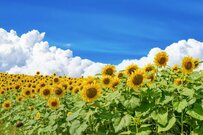 【斬新な精霊馬】たこ焼き店店主が作った「大阪の精霊馬」　斜め上を行く発想に「足は速そう」