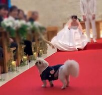 結婚式でリングドッグを務めた犬さん、まさかの「神対応」にX民ホッコリ