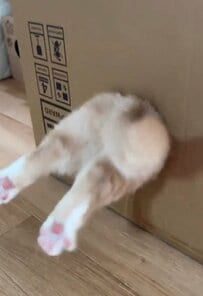 【どうしても箱に入りたい猫】まるで吸い込まれていくかのよう…段ボール箱へ入っていく猫ちゃんの様子が話題に！