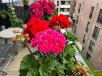 【ベランダガーデニング】もうすぐ植えどき！毎年春と秋に花が咲く「常緑多年草・低木」3選