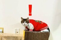 【猫が近寄る音源】マッハーを試してみた飼い主　「別のもの」につられて近寄る様子に笑ってしまう