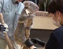 【兵庫県】「神戸市立王子動物園」採血だってへっちゃら！「コアラの健康診断」の様子が余裕たっぷりすぎる！