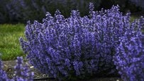 【植えっぱなしOK】半日陰の庭や玄関先に〈ふんわり香る多年草〉2選。ユニークな花姿と香り＆ローメンテナンスが魅力です