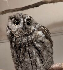 【不満げなフクロウ】同居フクロウにジェラシー？文句を言うような姿が可愛い！