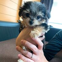 子犬の黒い所が「どっか行った」！？驚きの成長ビフォーアフターが168万回表示