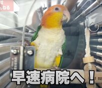 【たぬき寝入りするインコ】医者に行くと知ったとたん寝たふりをするインコが賢すぎて拍手！
