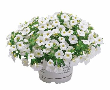 1鉢で玄関がぐっと華やかに！春から秋まで〈次々と咲く花3選〉で節約
