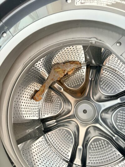 洗濯機に張り付いた鮭？…いいえ、タオルです