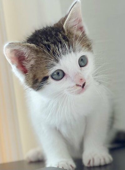 子猫時代のセロイくん
