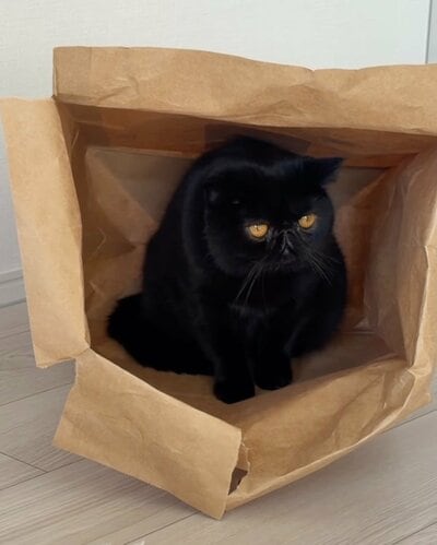 ここなら安全にゃん