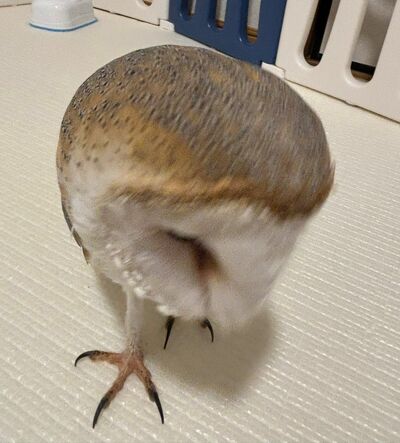 投稿動画のワンシーン