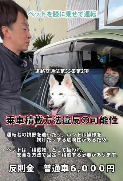ペットを膝に乗せての運転の危険性