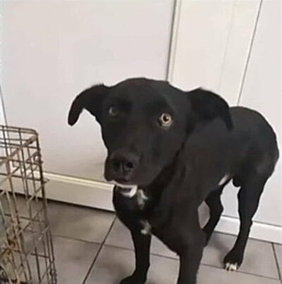 愛情を注がれて過ごすようになった犬の様子