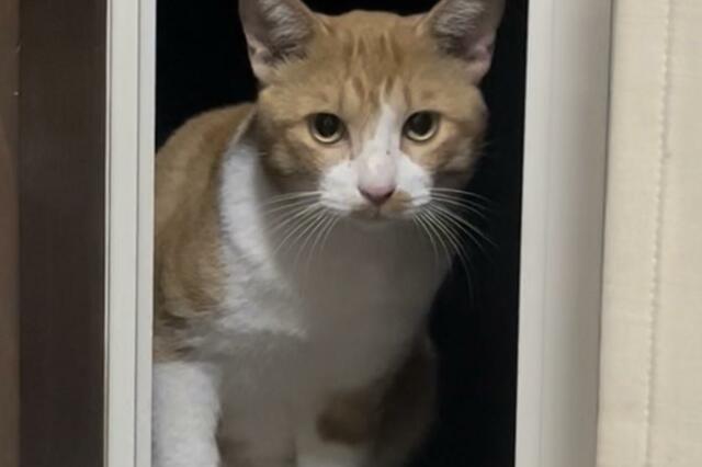 家の猫に毎日会いにくる野良猫を保護　表情の変化に驚きの声「嗚呼イエネコって素敵…」
