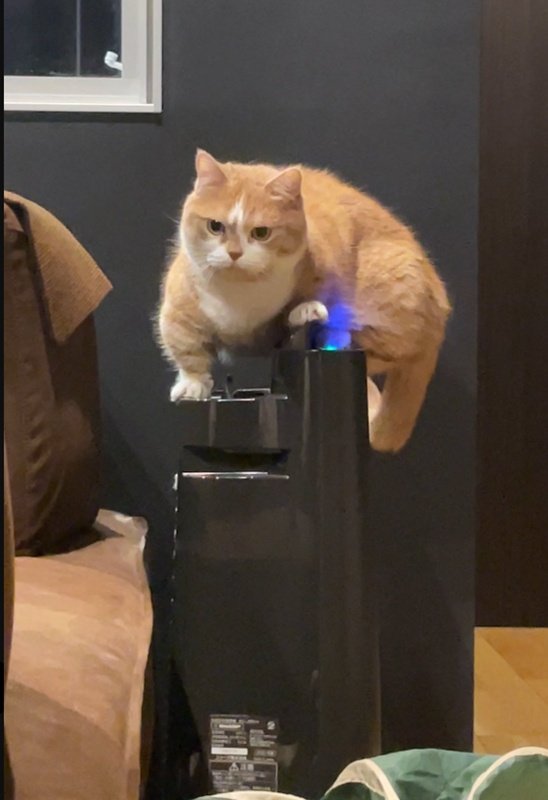 「犯人はボクですが、なにか？」空気清浄機の電源を切る猫ちゃんの表情にクスッ！コメント欄「悪そうな顔してる」の声