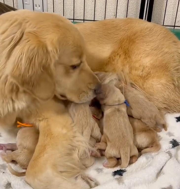 出所：@pu_channeldesu 