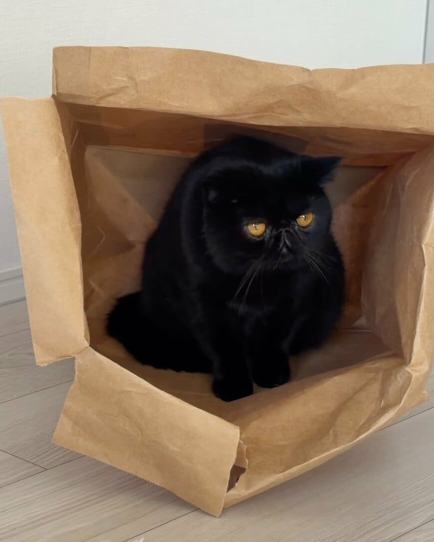 出所：＠kotetsu_0420