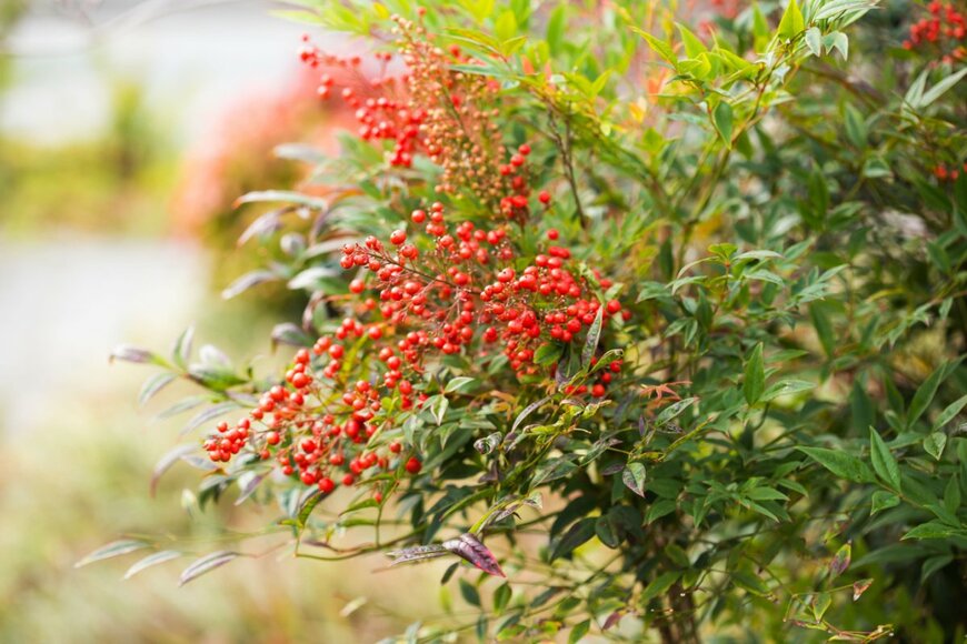 ナンテン　Marie Shark/shutterstock.com