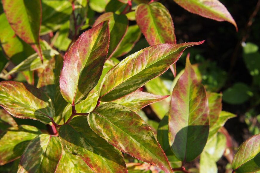 セイヨウイワナンテン・レインボー（Anna Gratys/Shutterstock.com）