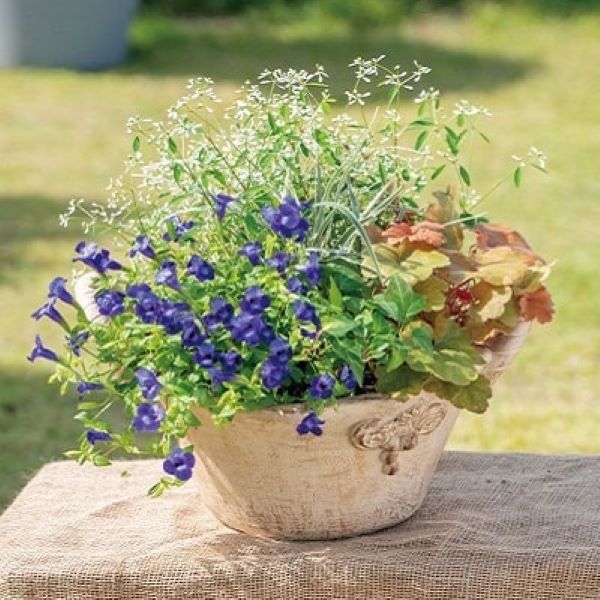 出所：PROVEN WINNERS（R）　スーパートレニア