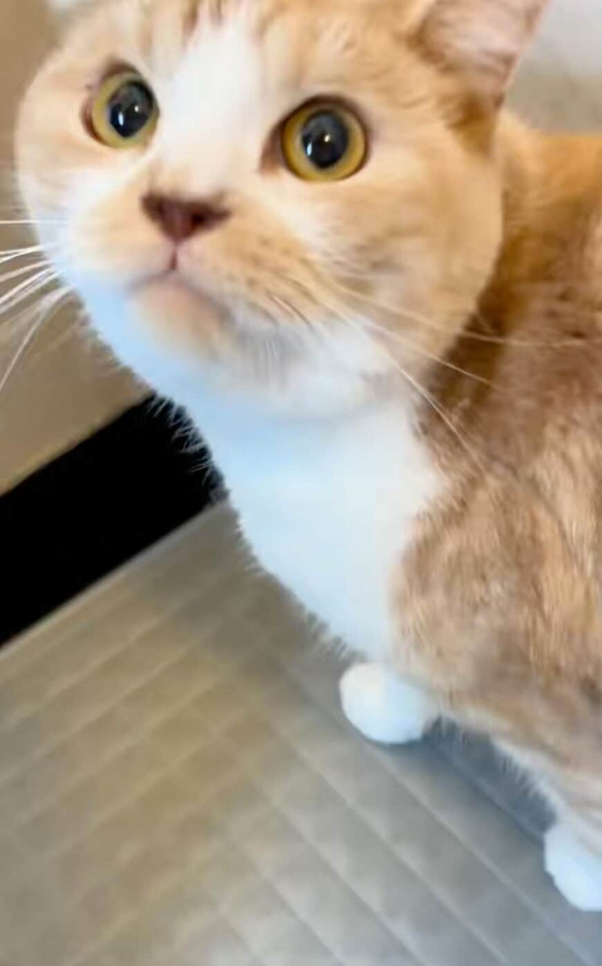 【お風呂前→お風呂後】で変化した猫に思わず二度見！意外な姿から目が離せない