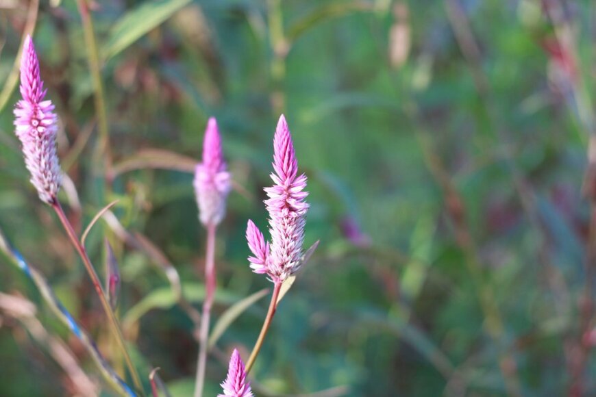 Galeh Nur Wihantara/shutterstock.com