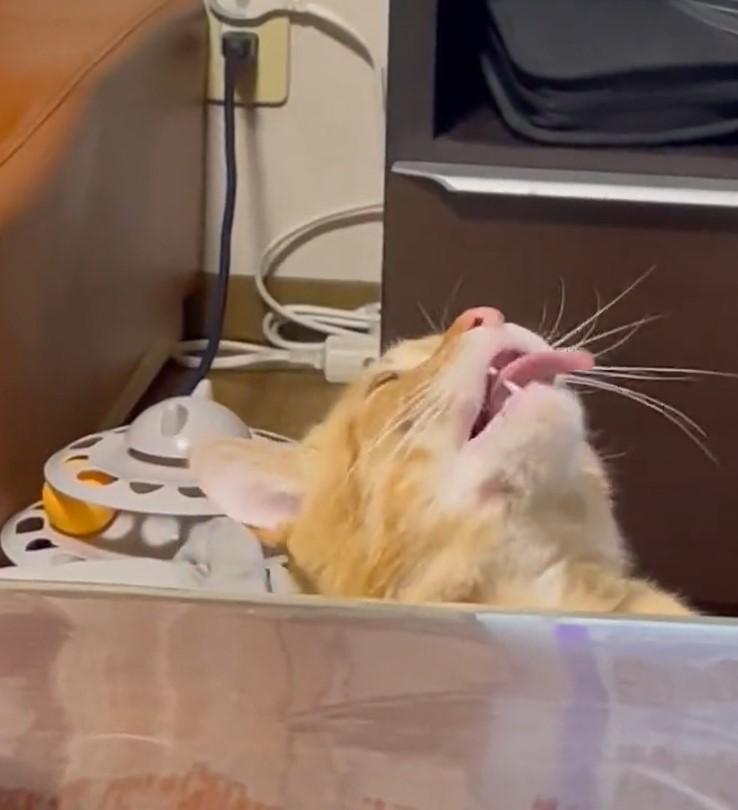 出所：@Beercat_Ana_Dar