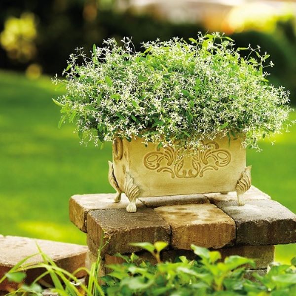 出所：PROVEN WINNERS（R）　ユーフォルビア ダイアモンドフロスト