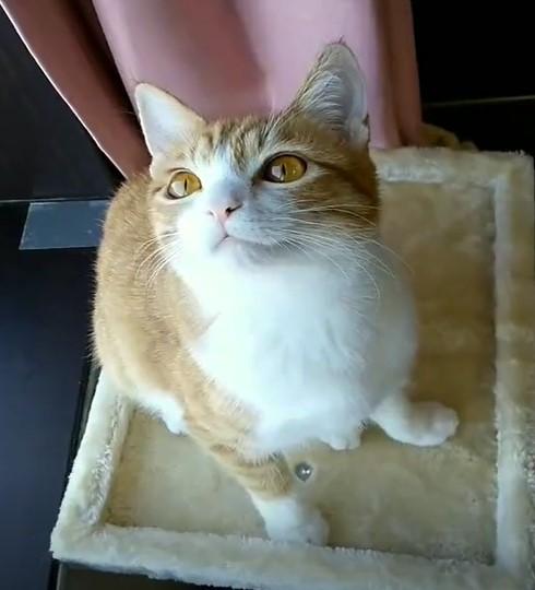 出所：@mero627puri914 